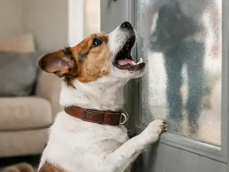 FAQ : 🐶 Pourquoi mon chien aboie en mon absence ?