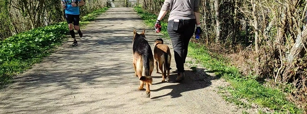 Education canine à Bricquebec