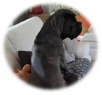 betise chien