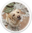 chien-bêtises-education-domicile