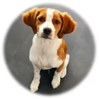 chien chiot