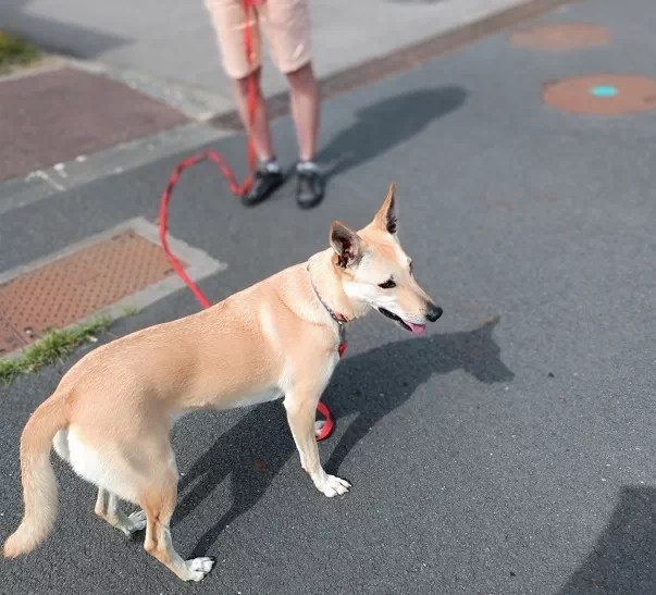 Chien adopté à la SPA de Cherbourg à la fin des séances d'éducation canine