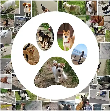 Education canine cotentin manche