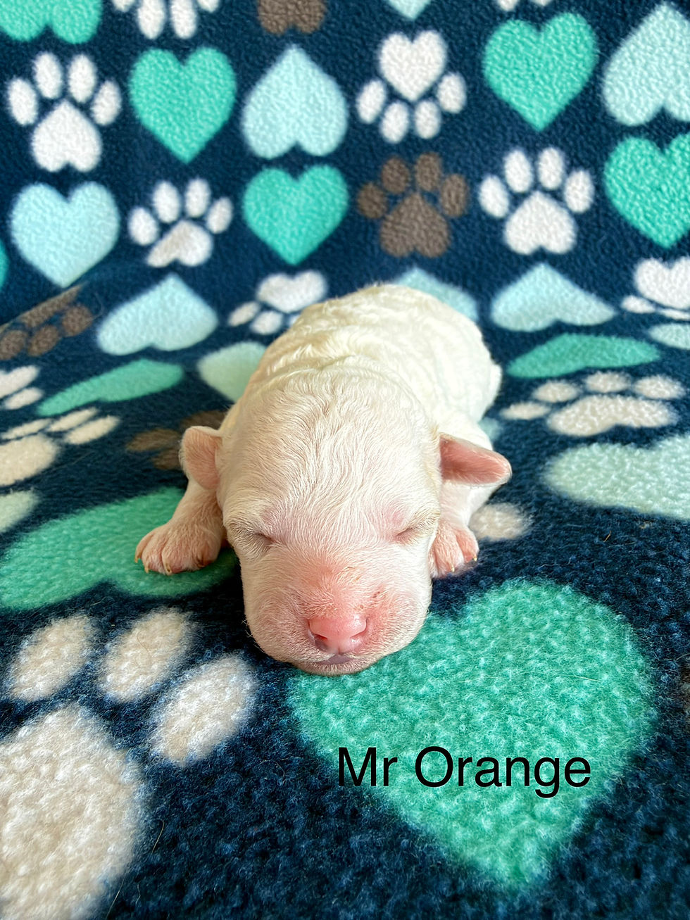 Mr. Orange - Micro Mini Male Goldendoodle - Available