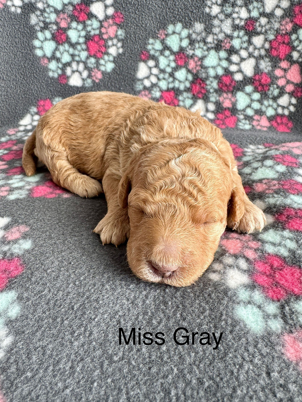 Miss Gray Caramel Mini Female Goldendoodle
