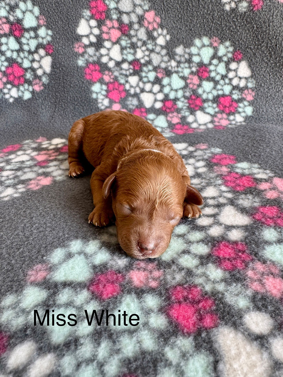 Miss White - Micro Mini Female Goldendoodle - Available
