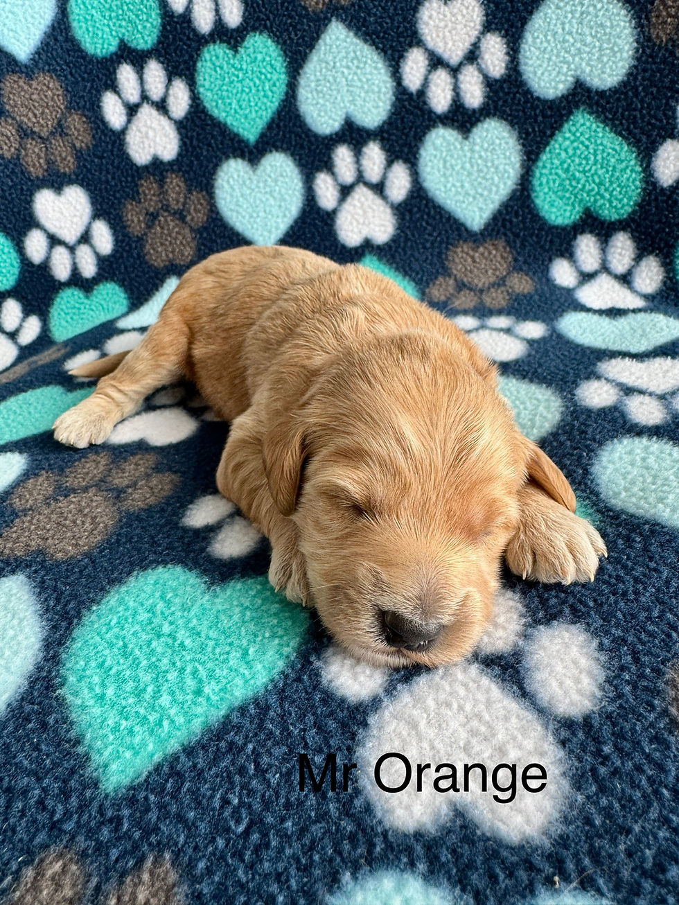 Mr Orange Caramel Mini Male Goldendoodle