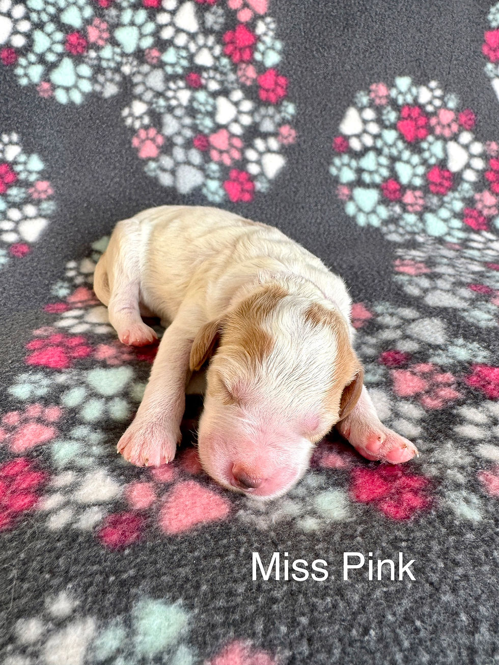Miss Pink - Mini Female Goldendoodle - Available
