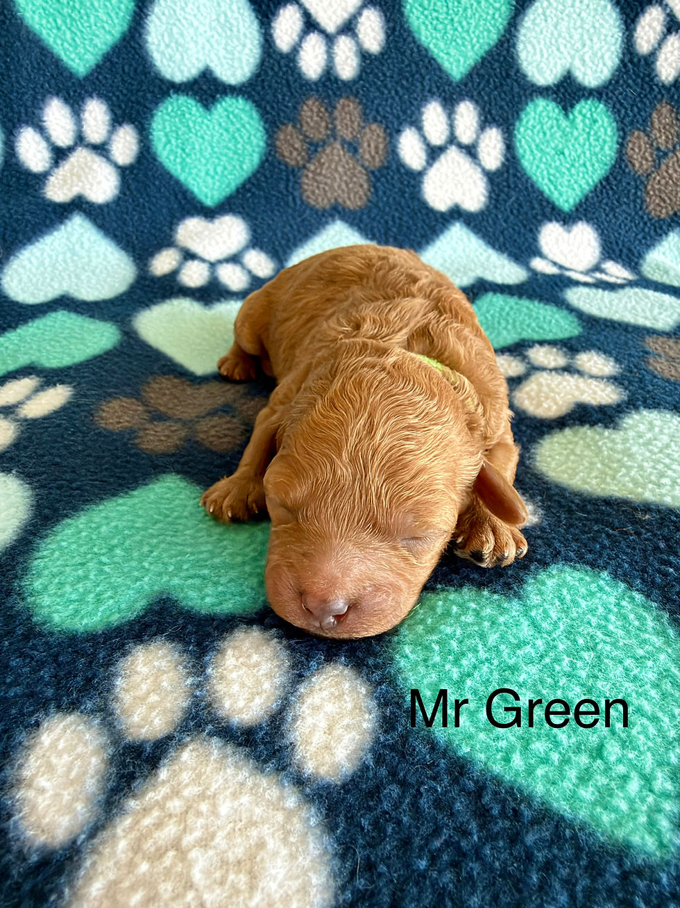 Mr Green - Micro Mini Male Goldendoodle - Available