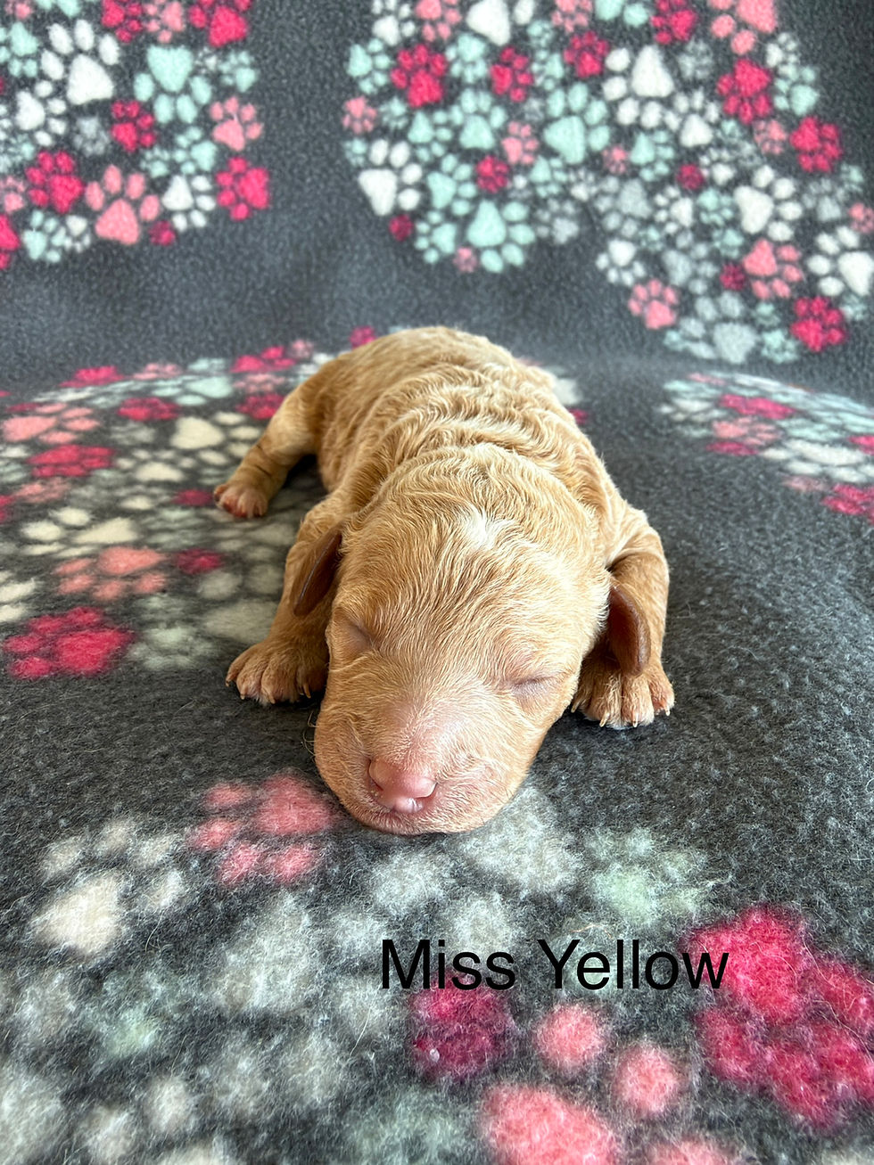 Miss Yellow - Micro Mini Female Goldendoodle - Available