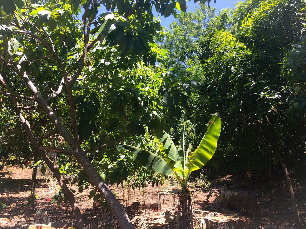 jardin39.JPG