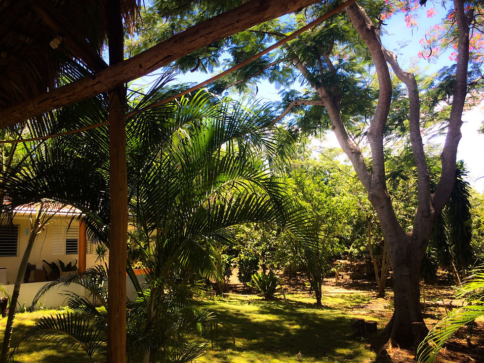 jardin30.JPG