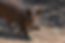 Pasture_Raised_Pork_Fox_Sparrow_Farm_Petaluma