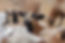Lamb_Pasture_Raised_Fox_Sparrow_Farm_Petaluma