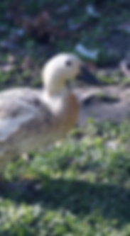 Pasture_Raised_Duck_Eggs_Fox_Sparrow_Farm_Petaluma