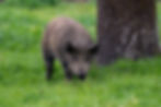 Pasture_Raised_Pork_Fox_Sparrow_Farm_Petaluma