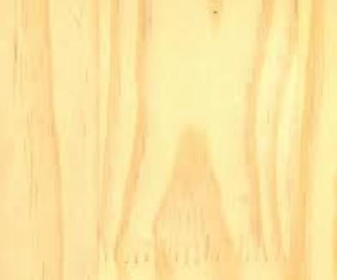 PINUS
