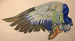 Wing study Oil on Canvas
