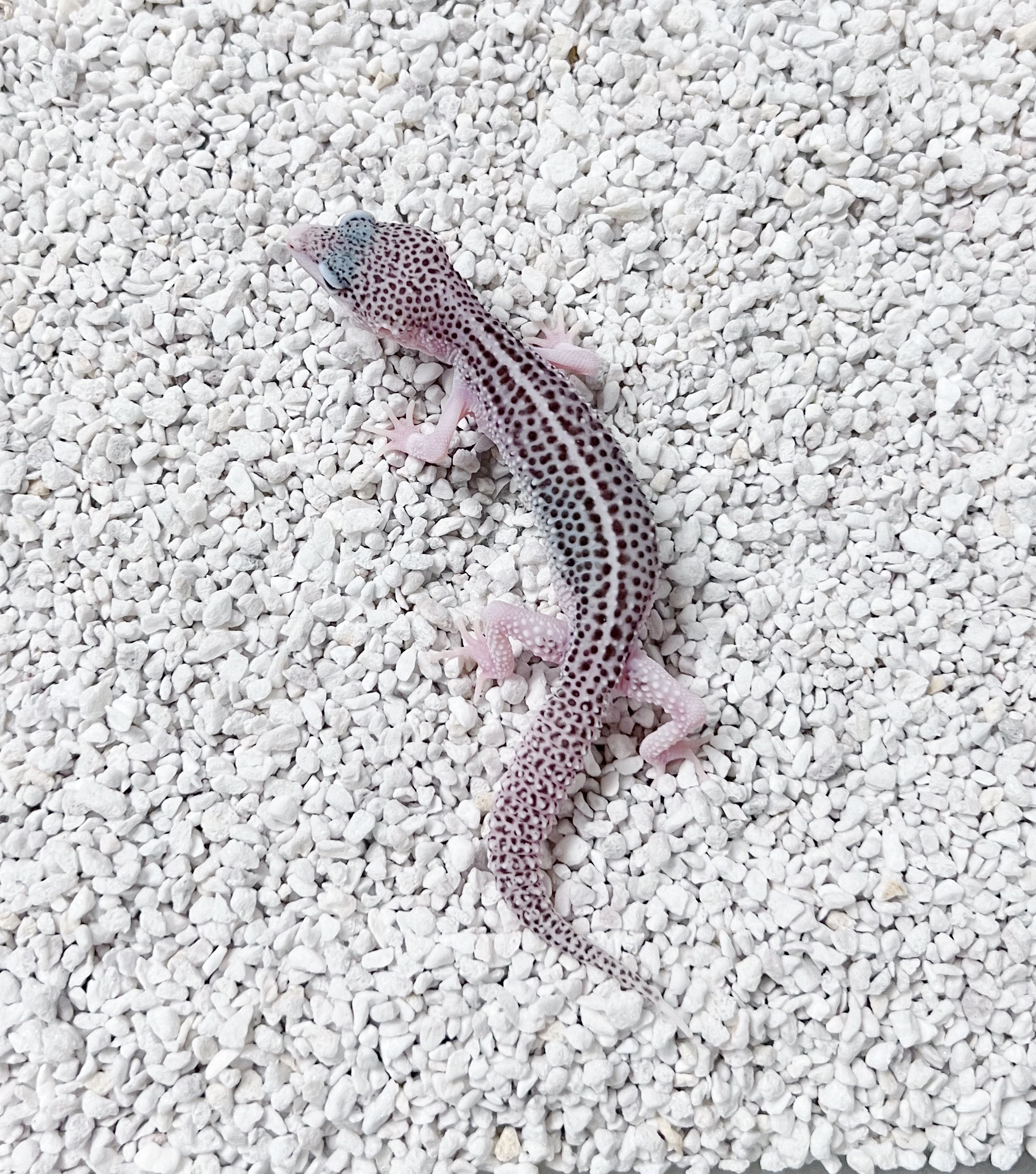 Galaxy het tremp ♀