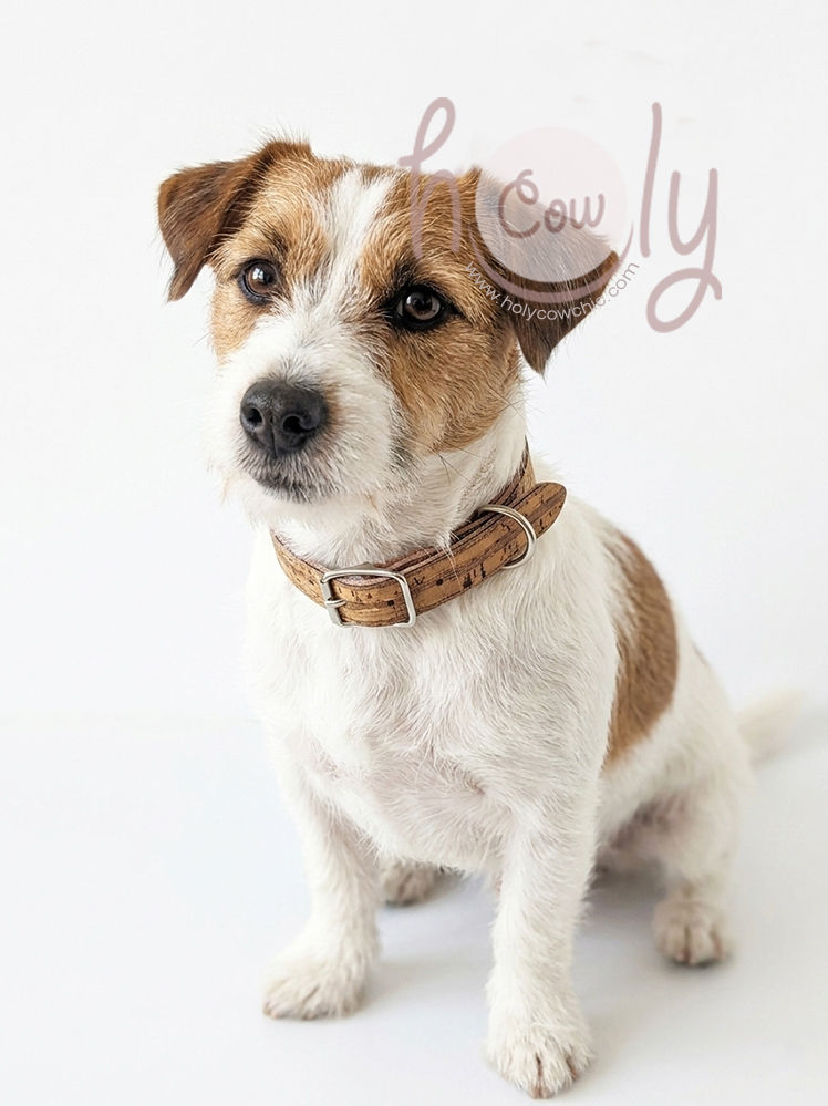 Eco Friendly Adjustable Cork Dog Collar