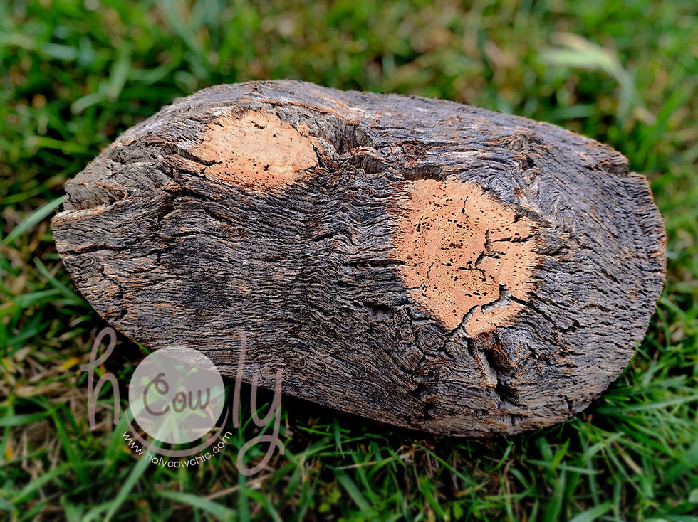 Thumbnail: Eco Friendly And Natural Cork Bark Bowl