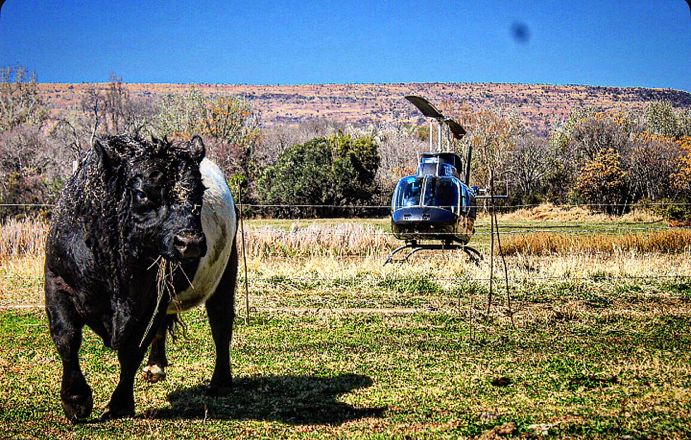 “Luxury private guest arriving by helicopter to Black Horse Estate with premium Belted Galloway beef farm in the background”