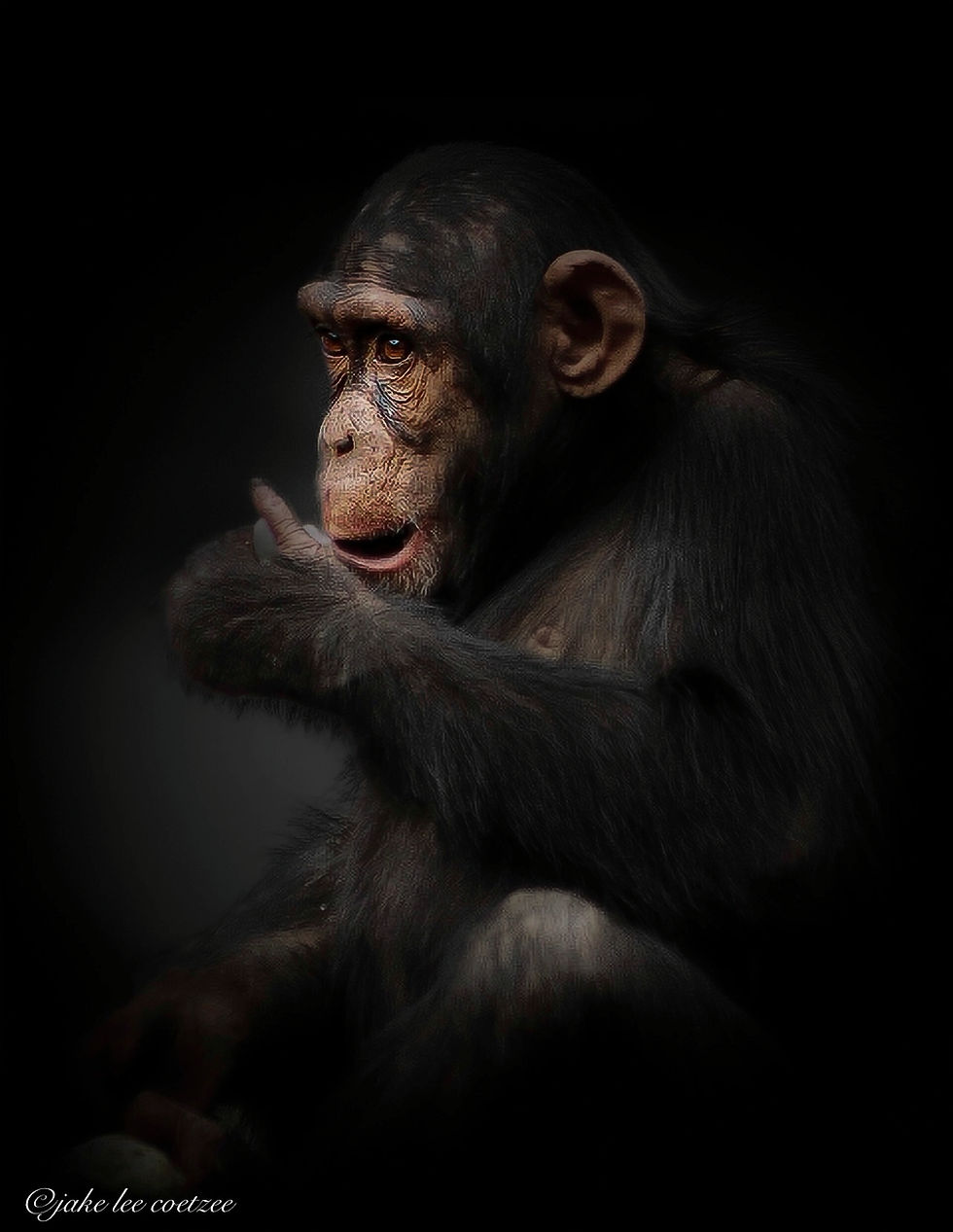 Fine art photograph by Jake Lee Coetzee of a chimpanzee sitting quietly in natural forest light with deep expressive eyes conveying intelligence curiosity and emotional depth.