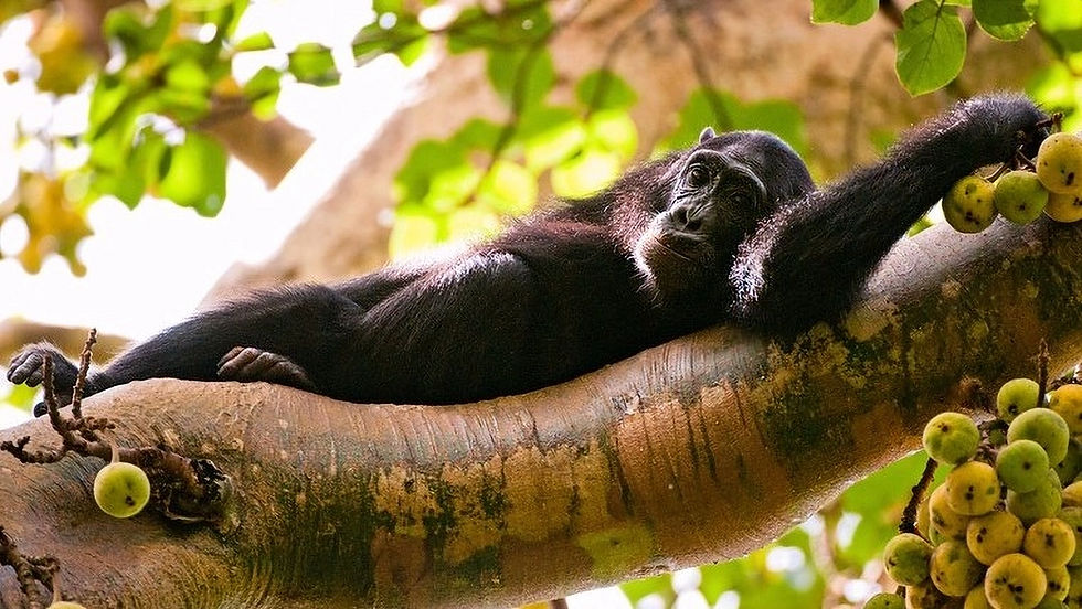 Chimpanzee lounges on a tree branch with green leaves and fruit in the background, displaying a relaxed mood. Sunlight filters through branches.