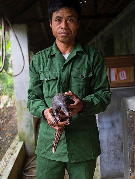 Conservationist carefully carrying a pangolin in their arms through a protected wildlife area.