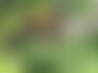 The Pangolin Crisis: Silent Scales of Extinction