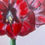 Thumbnail: Amaryllis