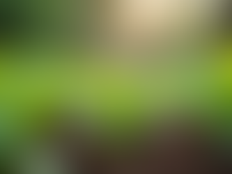 Professional Tips for Garden Maintenance