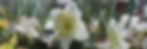 Daffodils herald that spring is coming and it is time for a gentle reset
