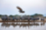 Guinea-Fowl-Drinking-water-Shompole-kenya