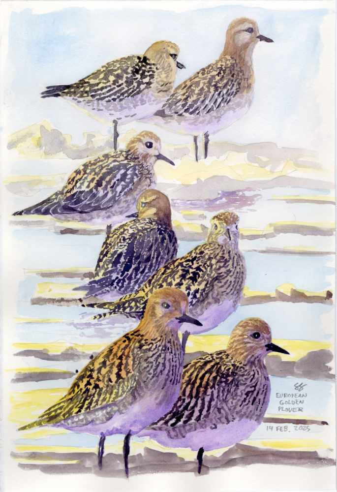 European Golden Plover Flock
