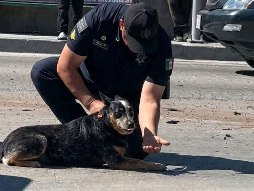 Héroe de uniforme: policía auxilia a perrito herido tras persecución