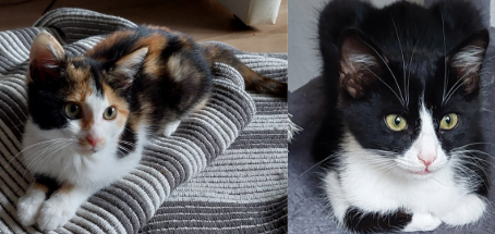 Felix & Lilli - zwei Kitten, die sich kennen und lieben gelernt haben