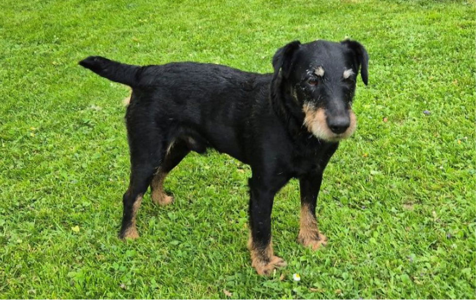 Jasko - Deutscher Jagdterrier-Rüde sucht liebevolles Zuhause