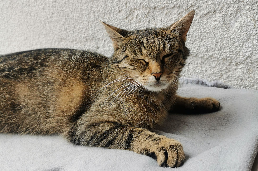 Tinka - ein tolles Mädel, dass Kopfkraulen liebt