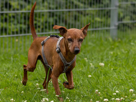 Bruno - quietschfideler Kerl mit großem Herzen sucht "seine" Menschen