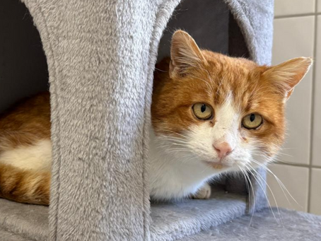 Rolf - Schmusekater sucht Wohnungsplatz