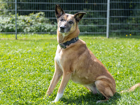 Laika - die Traumhündin liebt ausgedehnte Spaziergänge