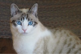 Mogli - Siam-Mix mit strahlend blauen Augen sucht das große Glück