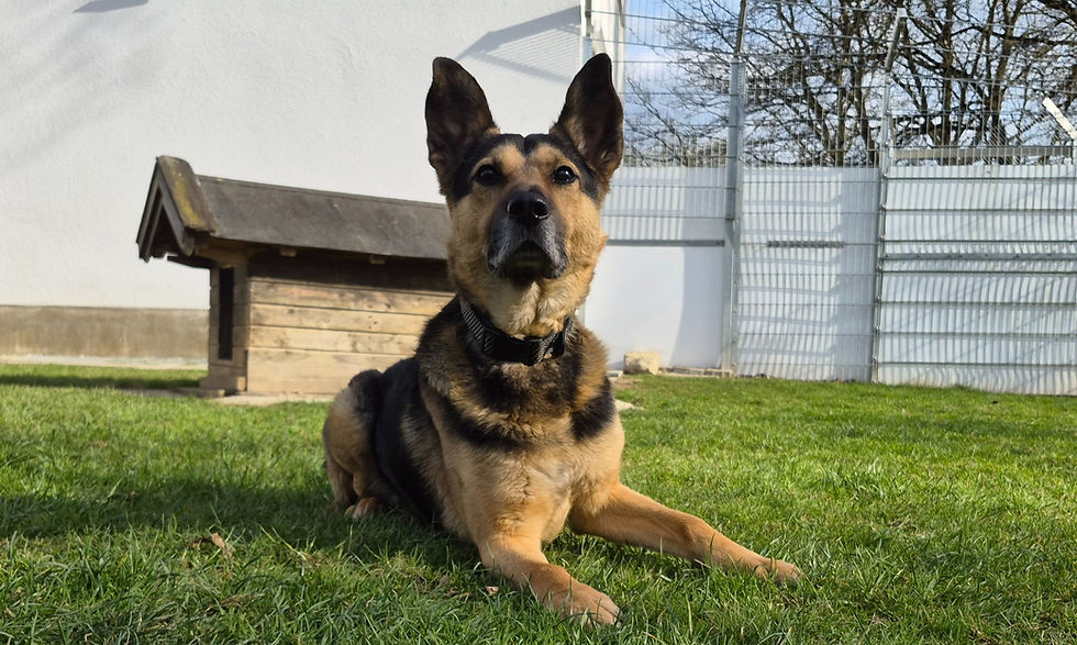 Rocky - das kleine Powerpaket