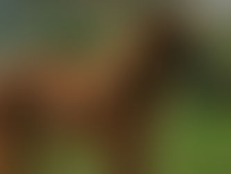 Bruno - lieber, großer Bub mit Potenzial zum Herzenshund