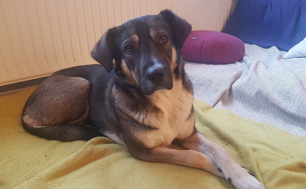 Feli - Für-immer-Zuhause gesucht