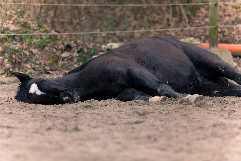 Fractured Scapula in a Horse