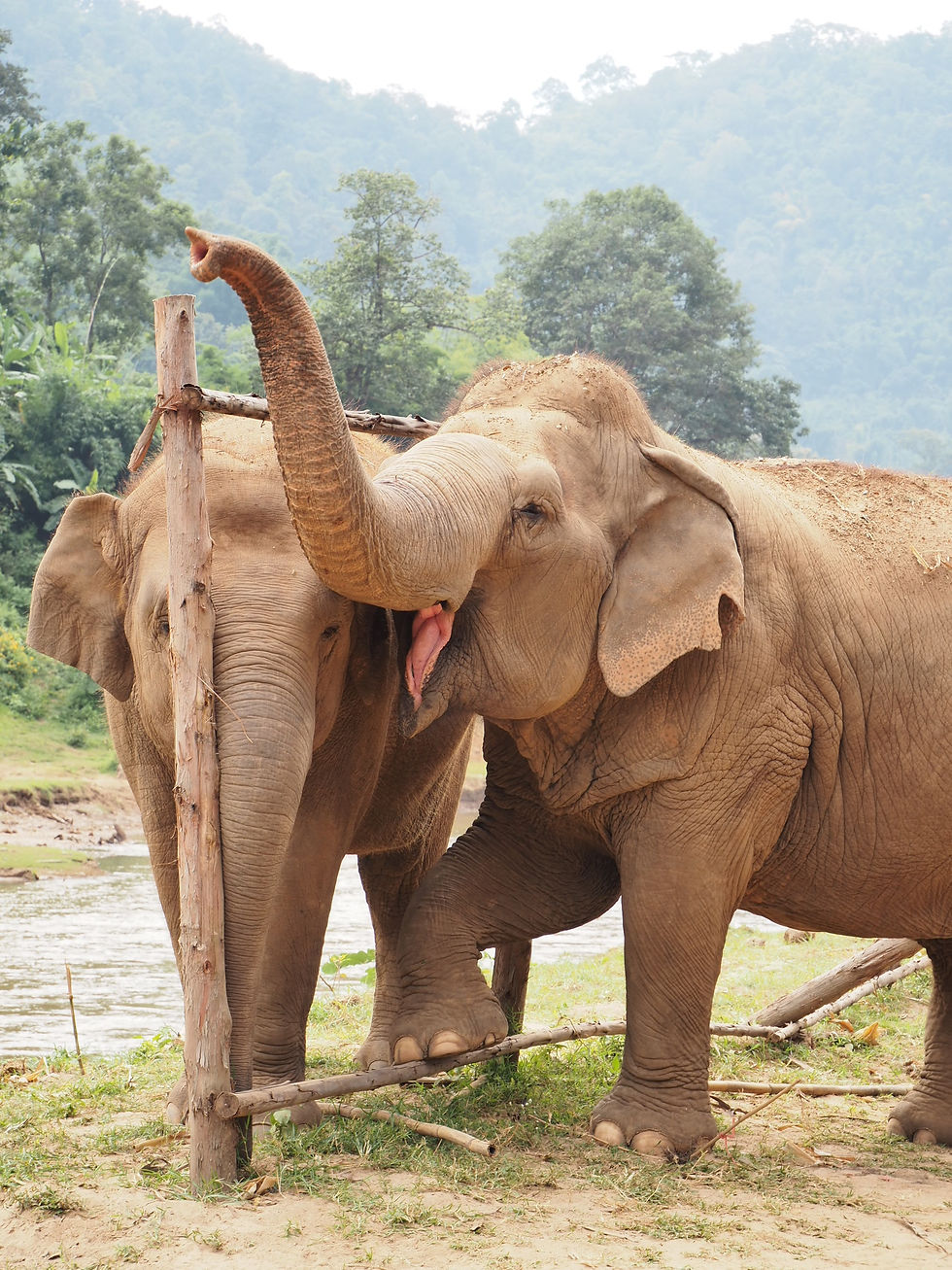two real elephants smiling close up