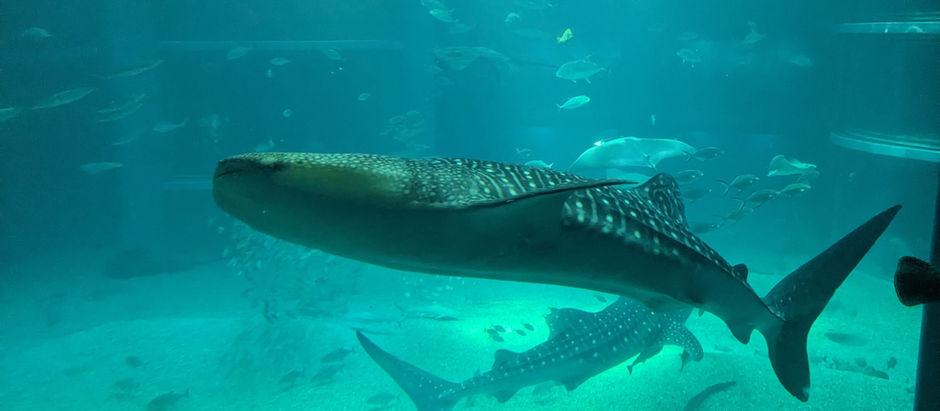 First time in famous Osaka aquarium