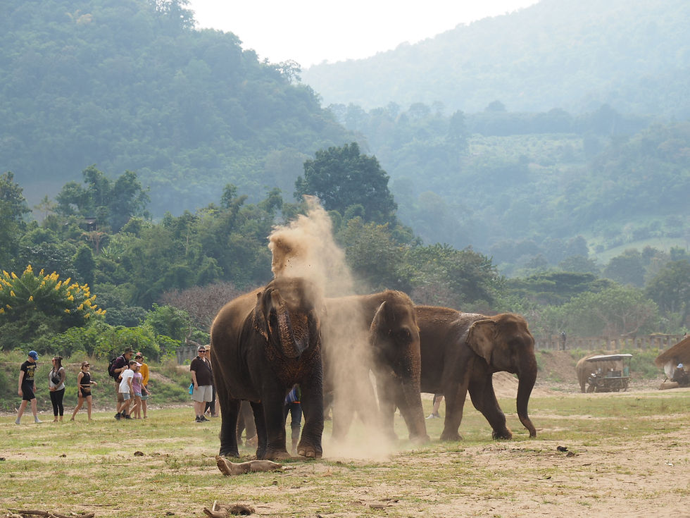 three elephants thailand